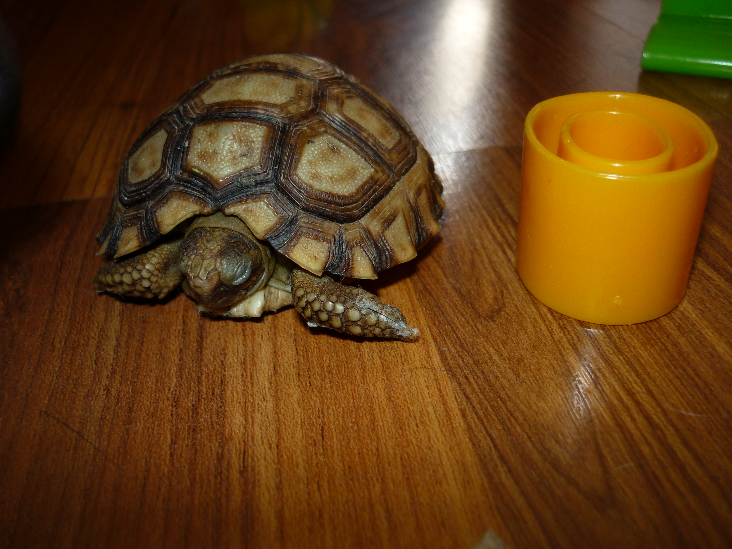 fotos/2012-06-16 - Rosario/P1020769.JPG